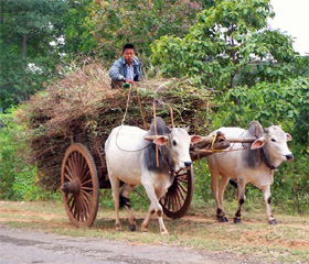 Oxcart in Myanmar