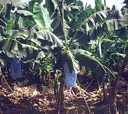 Costa Rica produces 20% of the world's bananas.