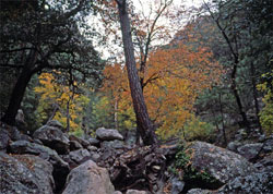 Autumn in Cerocahui.