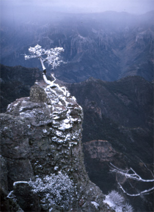 A little holiday snow in the high country of Mexico's Copper Canyon creates a perfect Christmas Card.