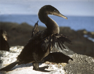 The Flightless Cormorant is found only in the Galapagos.