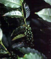 Costa Rica is a coffee growing paradise.