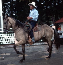 In Costa Rica, a 'Tico' rides his horse down the street.