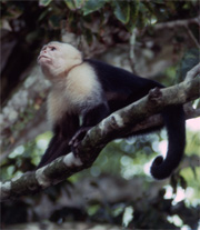 Monkey in Costa Rica rain forest