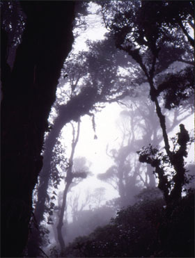 Costa Rica's Monteverde Cloud Forest