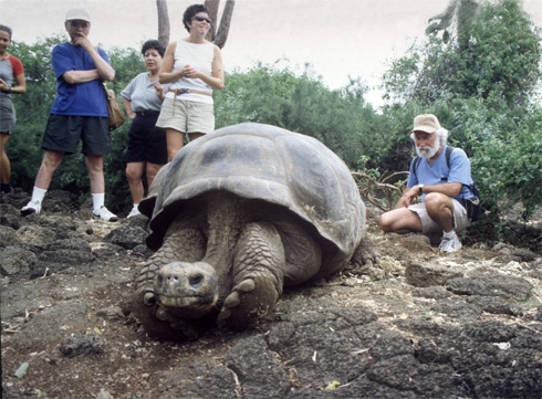 Lonesome George, the last of his species.