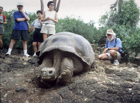 Lonesome George, the last of his species. Lonesome George, the last of his species.