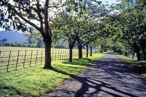 ireland_path