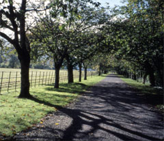 Irish country roads are perfect for bicycle touring.