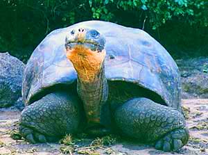 Tortois on the beach in the Galapagos.