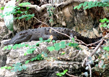 Crocodile awaits prey in Mexico's Sumidero Canyon
