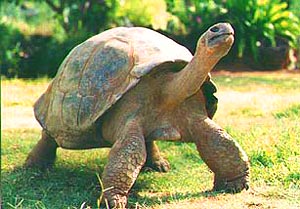 Galapagos tortoise