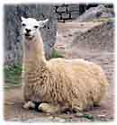 A llama rests at Machu Picchu, Peru