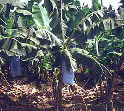 Banana Trees