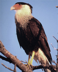 Crested Carcara