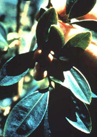 Coca plant