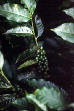 Coffee Berries