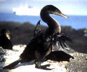 Galapagos Flightless Cormorant