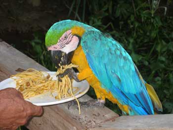 A Macaw eating spaghetti