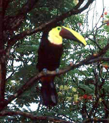 Toucan