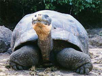 Giant Tortoise