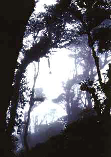 Cloud Forest 