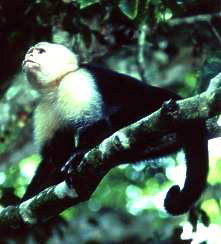 White Faced Capuchin Monkey