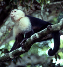 Monkey in Costa Rica rainforest