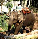 Working elephant hauls lumber to Mekong River in Laos
