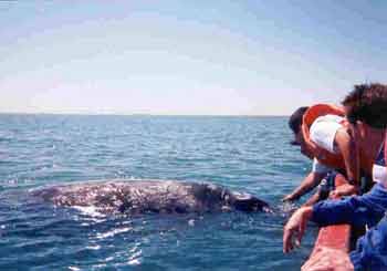 Whale watching in Baja