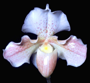 In Costa Rica, orchids are the national flower.
